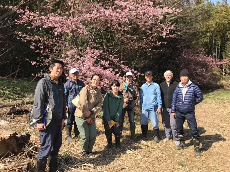 ミツバチと河津さくらの写真 1