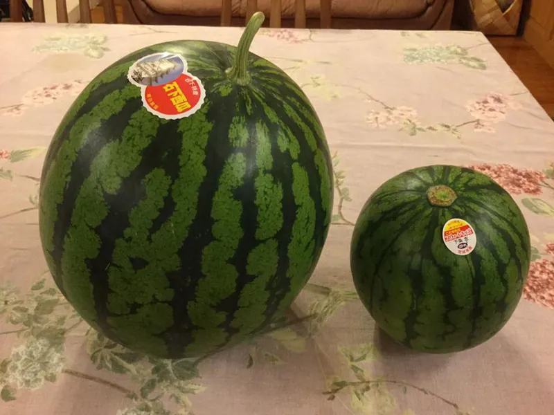 スイカが大好きですの写真 1