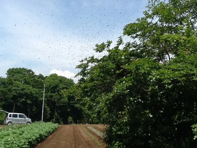 ミツバチの分蜂。(写真を追加しました)の写真 1