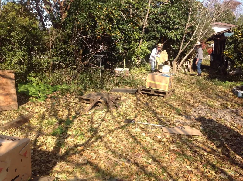 ミツバチのダンボールハウスの写真 4