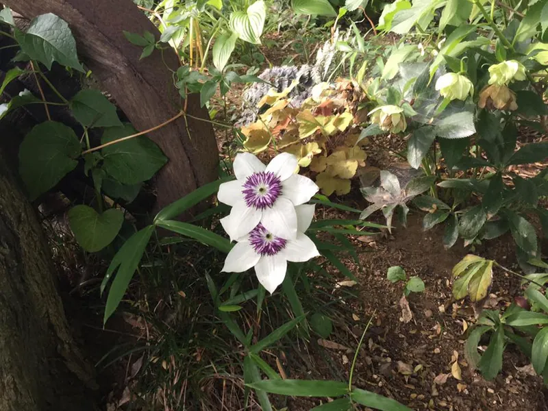 テッセンの花の写真 1