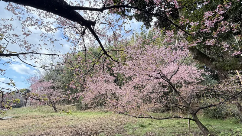 河津桜🌸が見ごろですの写真 3