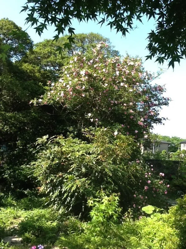 庭の花、あれこれ。の写真 2