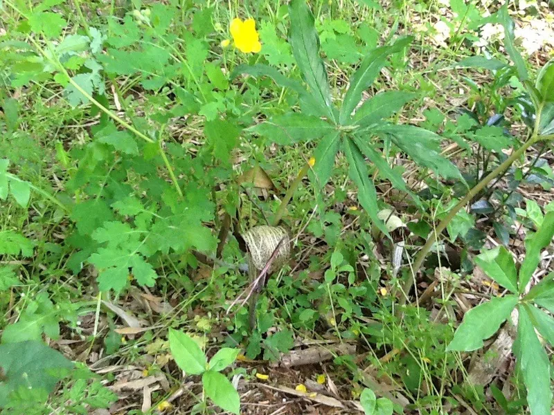 庭の花、あれこれ。の写真 8
