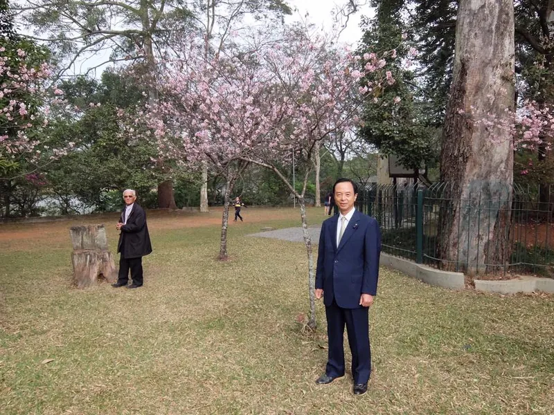 桜の花とイぺの花　ブラジルそのⅢの写真 2
