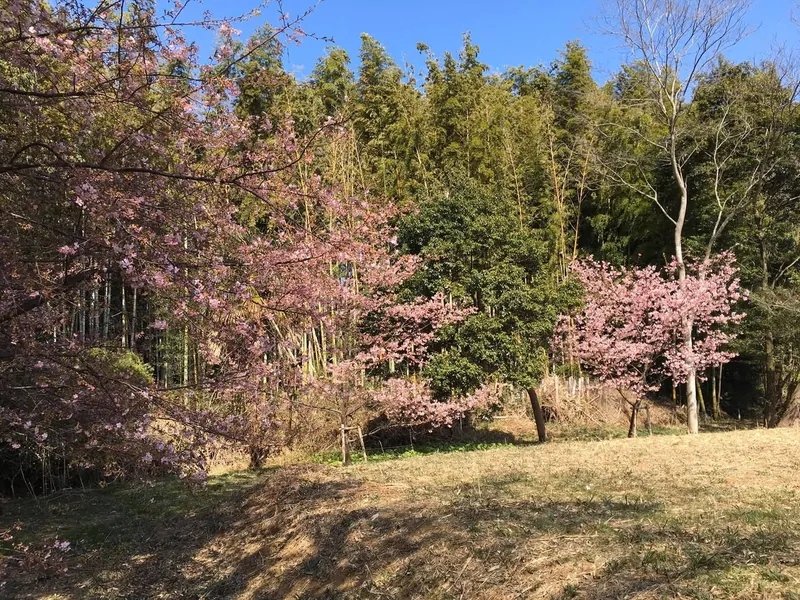 ミツバチと河津さくらの写真 2