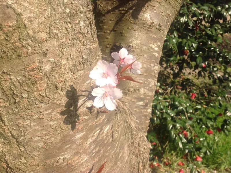 さくら、さくら、桜だいすきの写真 7