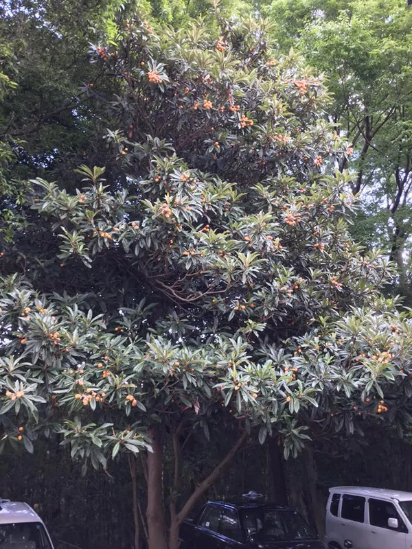 ビワが旬ですの写真 1