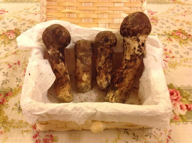 秋の味覚の写真 1