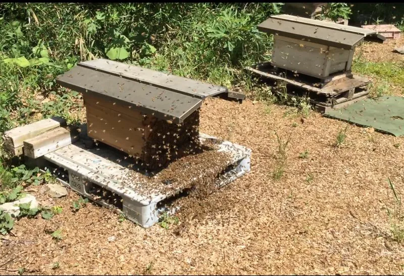 ミツバチの分蜂の写真 1