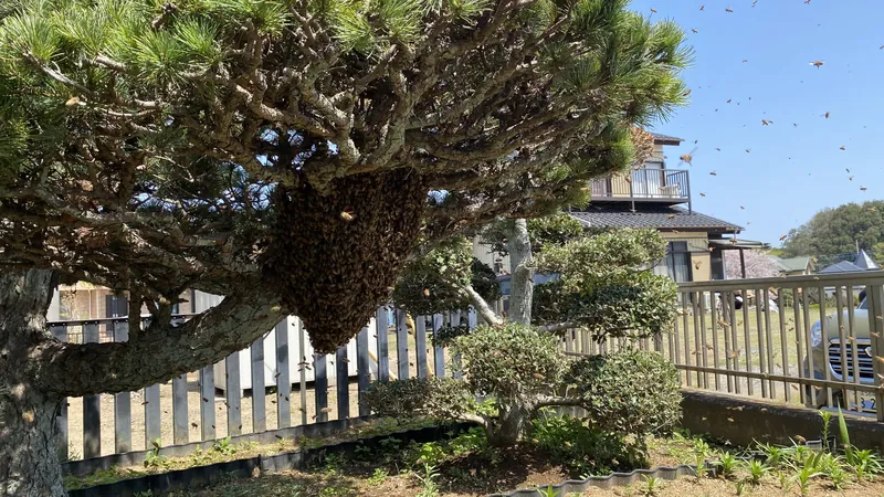 ミツバチの分蜂の写真 2