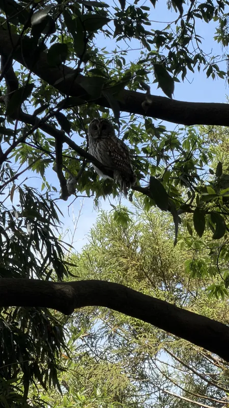 フクロウ日記 その⑬の写真 3