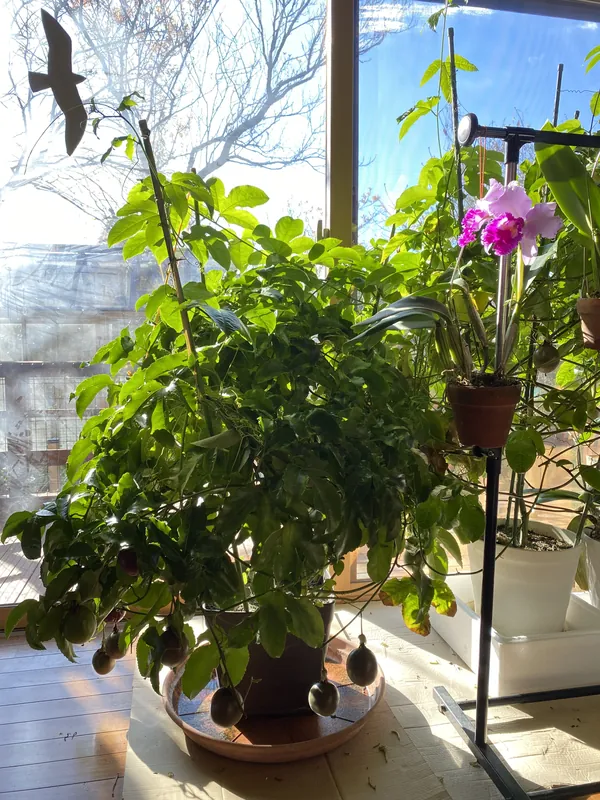 カトレアの花の写真 1