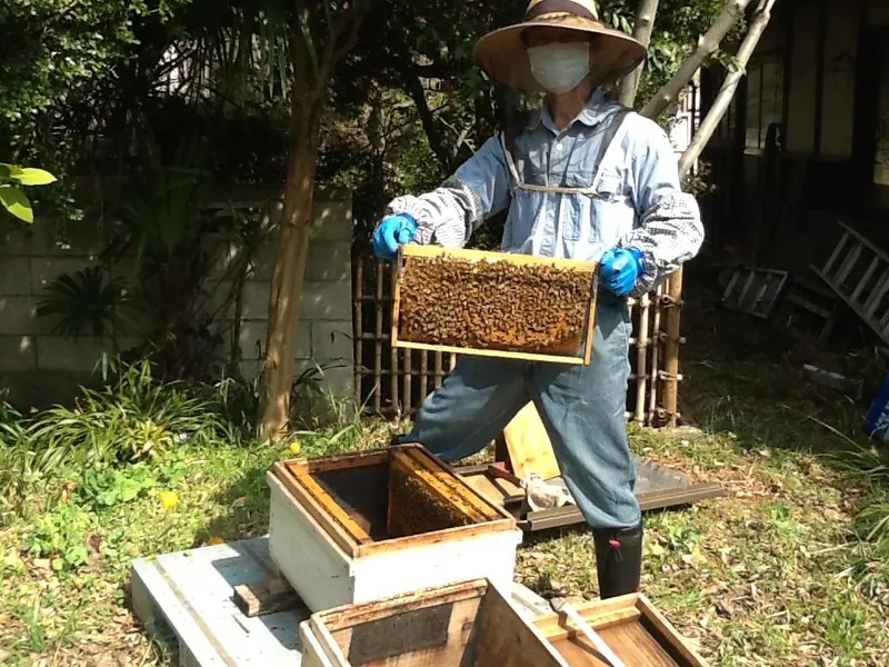 守谷みつばち夢プロジェクトの写真 1