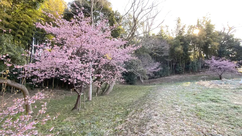 河津桜🌸が見ごろです。の写真 1