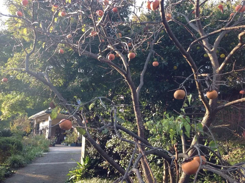 今年は柿が当たりだの写真 1