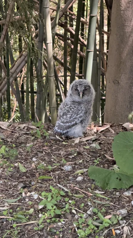 フクロウ日記　その⑮の写真 2