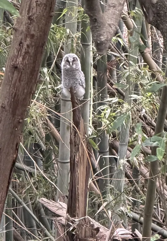 フクロウ日記 その⑬の写真 1
