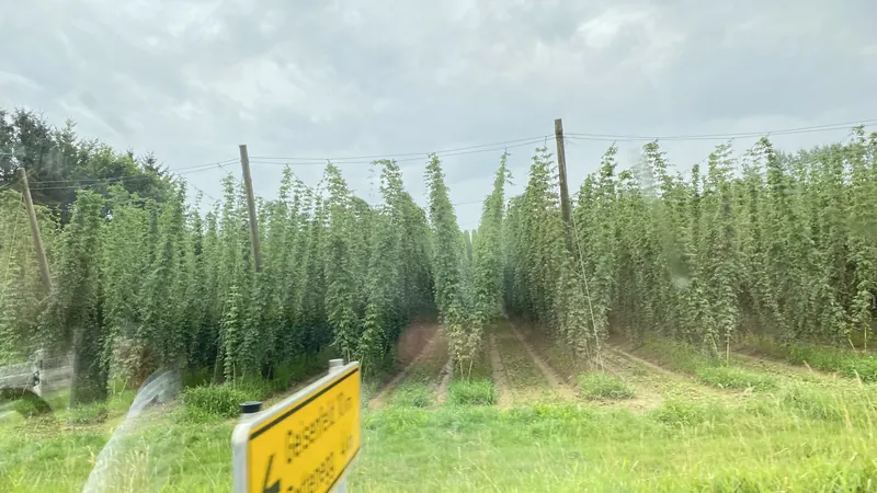 ホップの町ですの写真 3