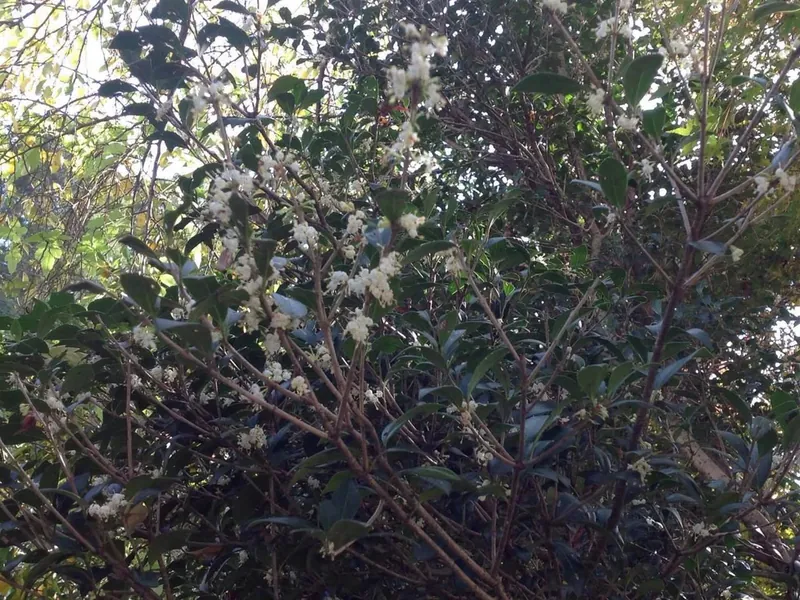 柊の花の写真 1