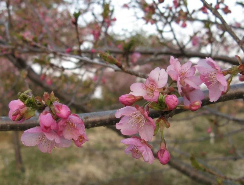河津桜の画像をお届けします。の写真 1