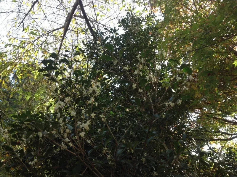 モミジや山茶花グミの木に覆われてどこにあるのかわからない柊