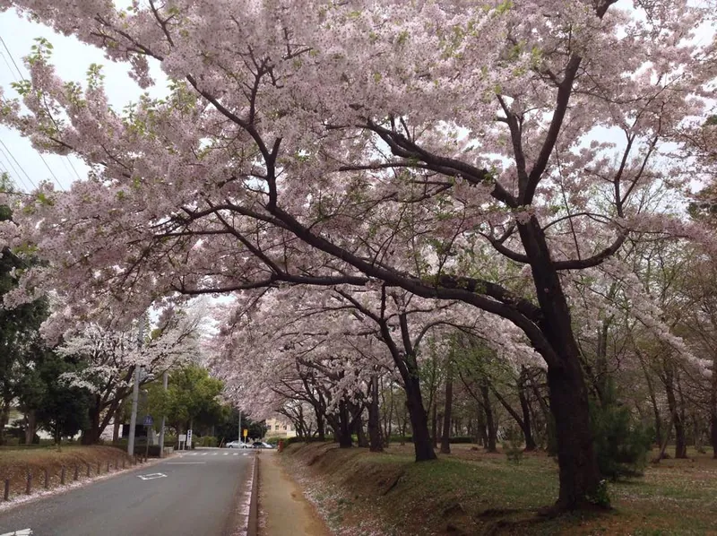 日本中がサクラ、さくら、桜。の写真 1