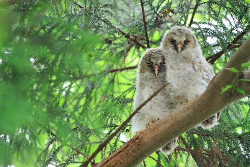 フクロウの巣箱の写真 3