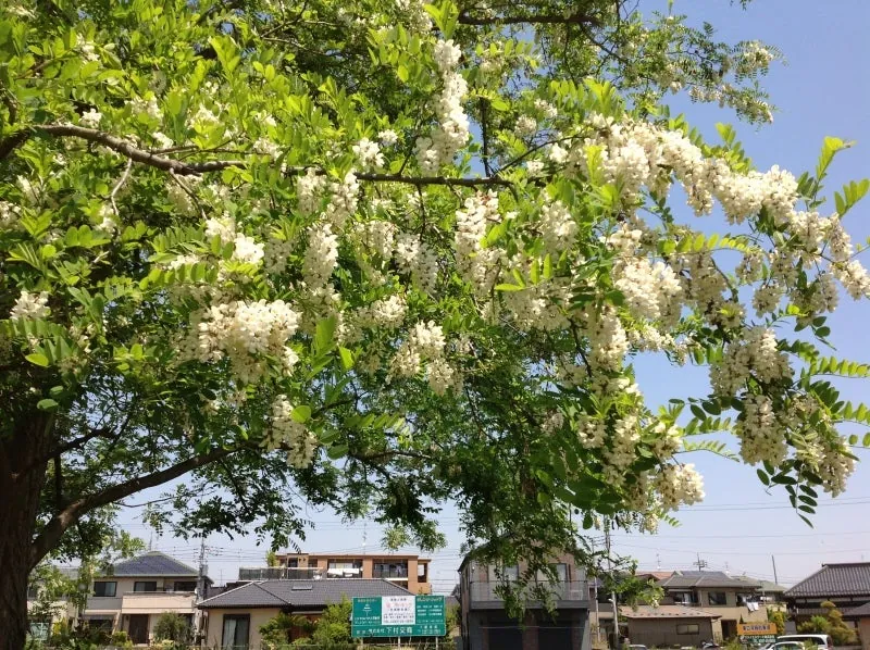 (正確にはニセアカシアの事です)