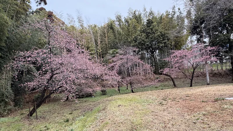 桜が見ごろですの写真 1