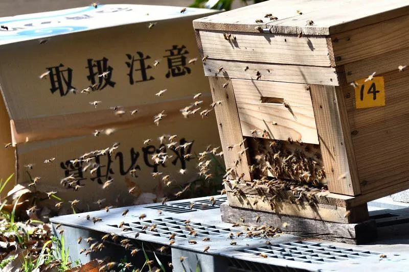 ミツバチと河津さくらの写真 3