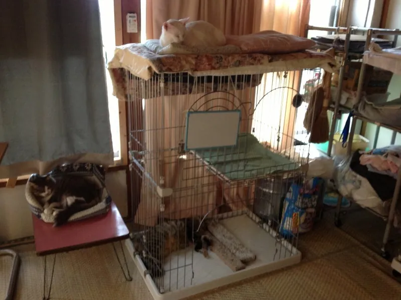 猫の部屋にはクーラー」が入っていました