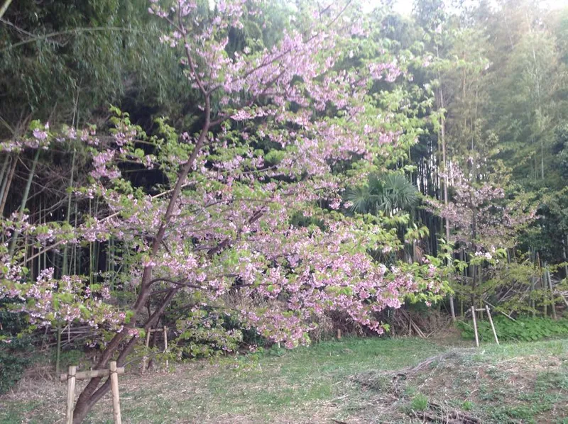河津桜の変の写真 1