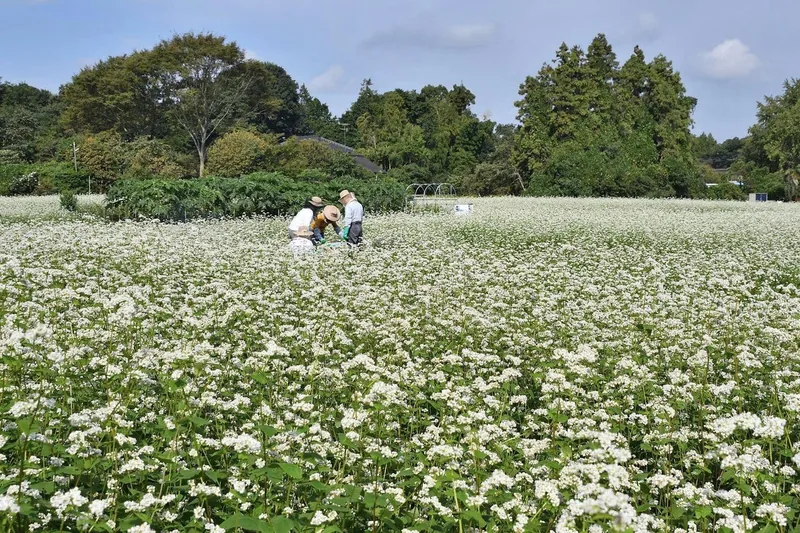 守谷の市役所付近はソバの花が満開です。の写真 2