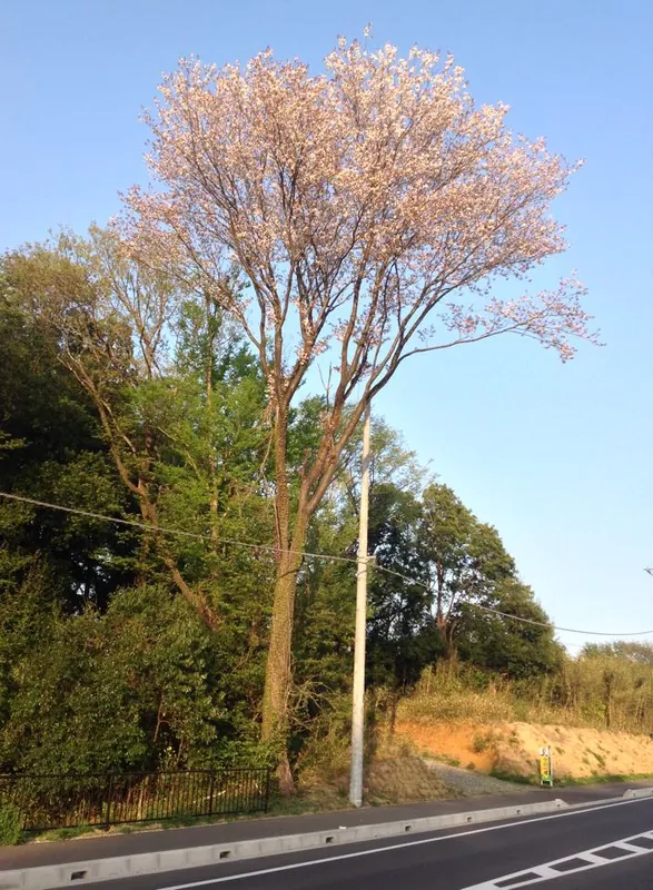 山桜ゆえの決断の写真 1