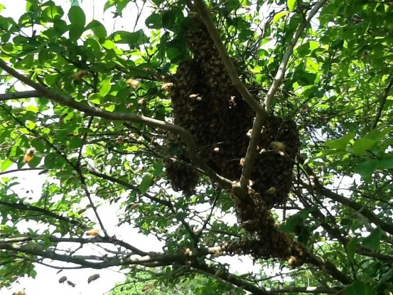ミツバチの分蜂。(写真を追加しました)の写真 2