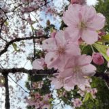 河津桜🌸が見ごろです